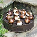 Primitive Drum Bowl