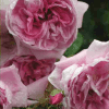 manningly roses