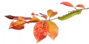nps_banner