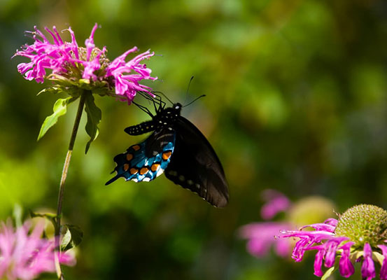 Butterfly wildflowers