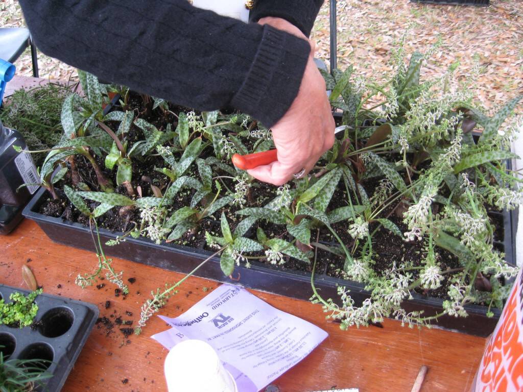 gardening festival in Murrells Inlet/Pawley's Island SC