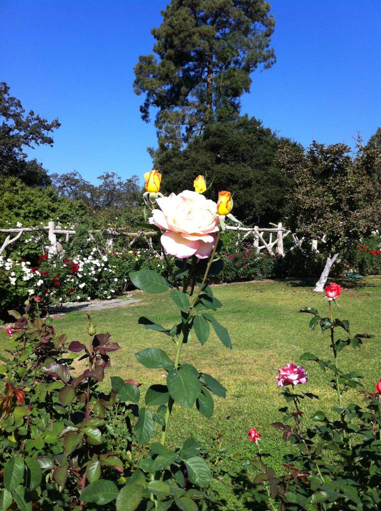 Huntington Museum rose