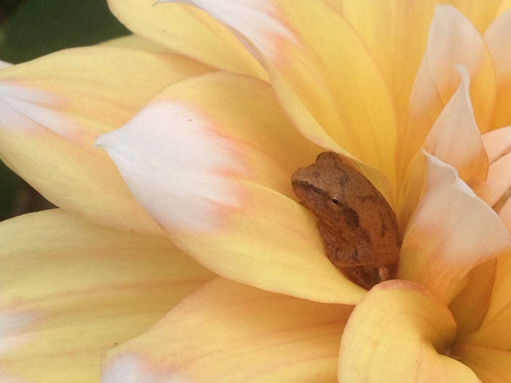 frog peeper in dahlia