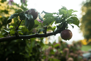 hodges-apple-closeup-blog